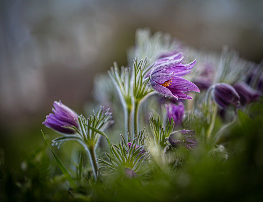 Май, цветение...