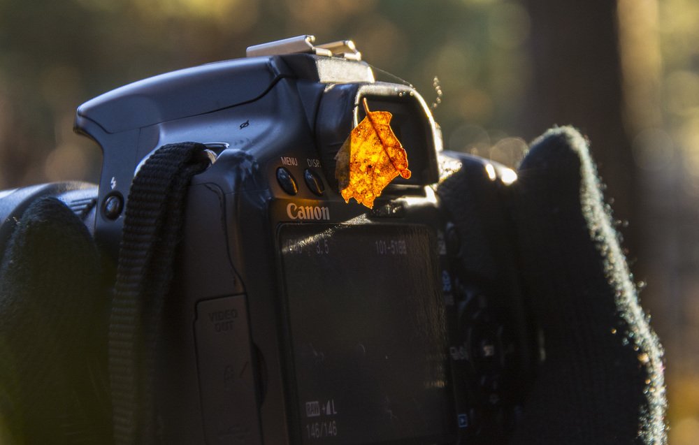 В первые морозы...