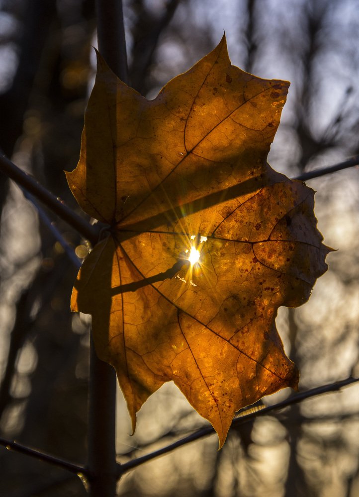 Осенний тлен..