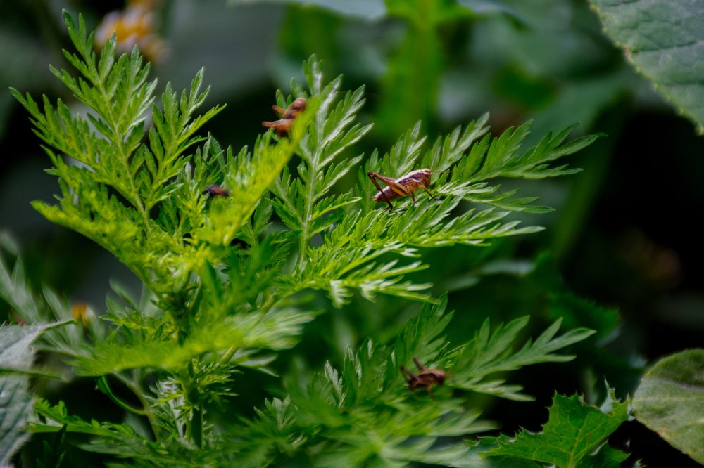 Photograph by Янинна Меровинг Илли