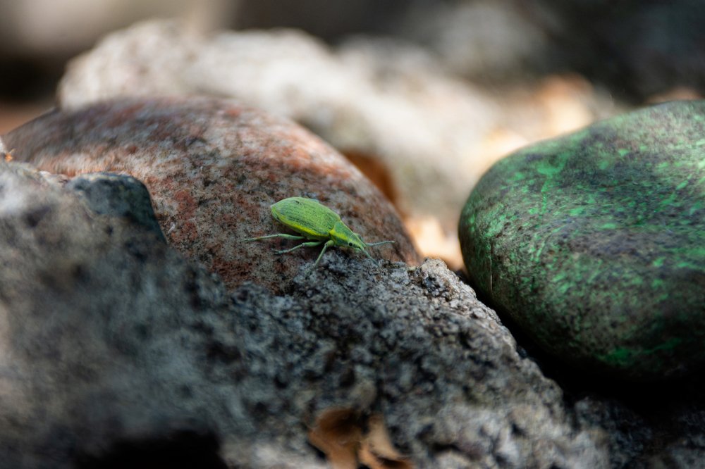 Photograph by Янинна Меровинг Илли