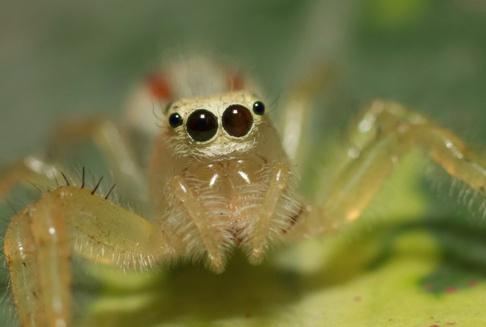 Spider
