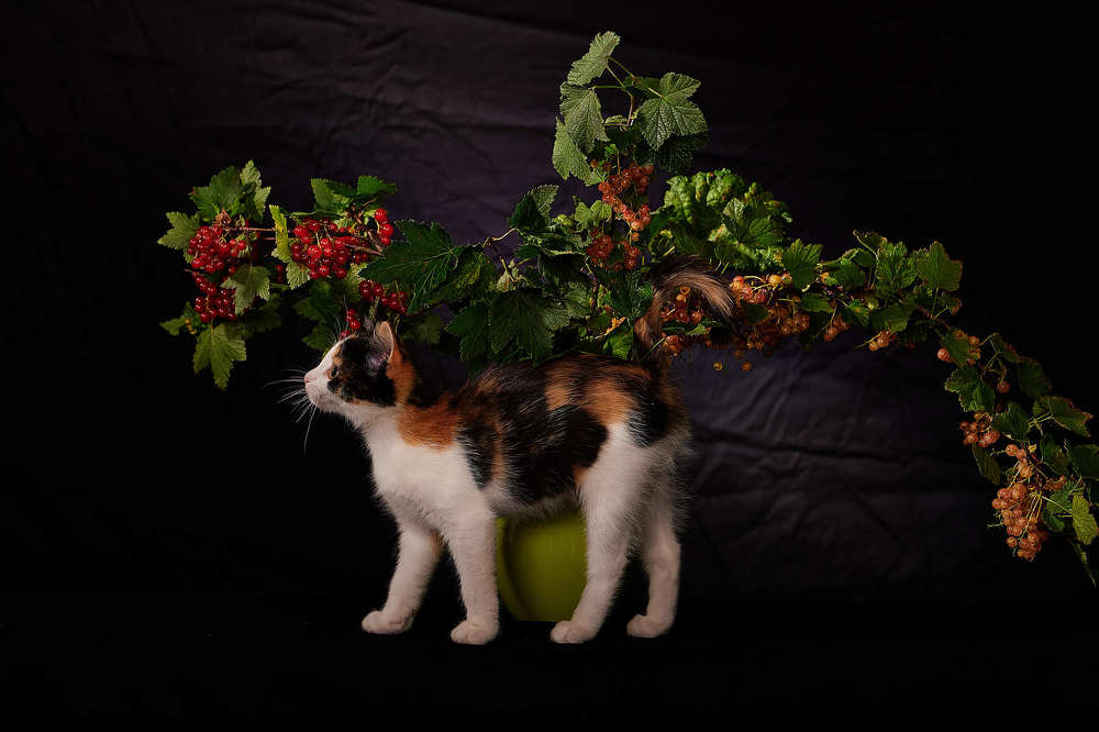 Маскировка на местности