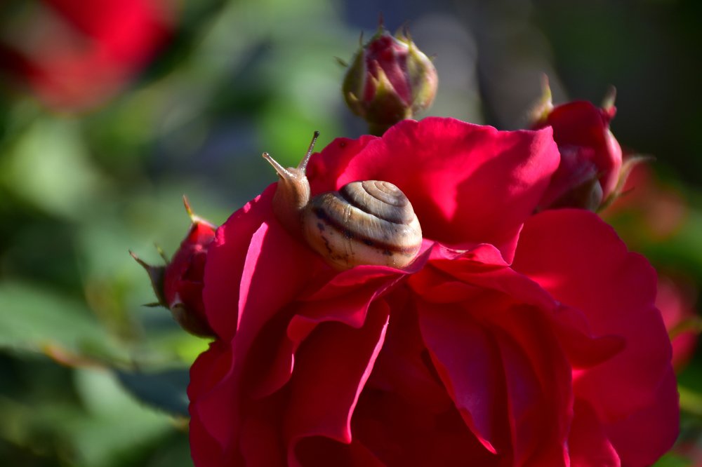 Photograph by Янинна Меровинг Илли