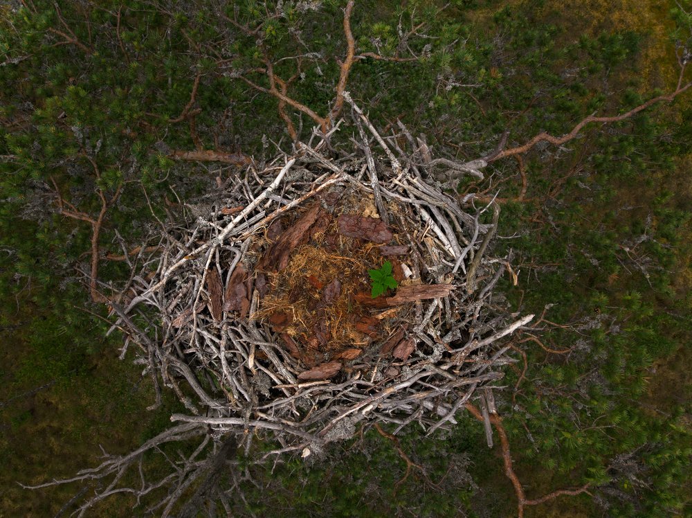 Osprey nest