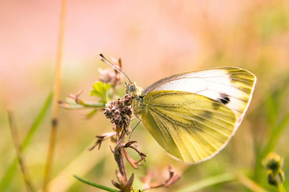 Pieris brassicae