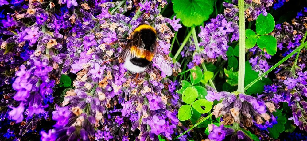 Poszhmeh - Dongo - HDR - ON1 - SL3 - SuperMacro