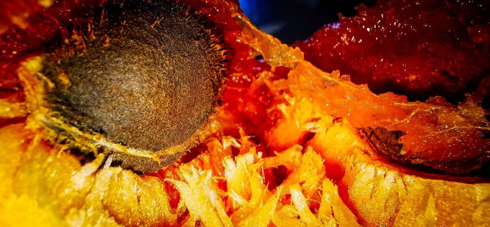 A barack magja - HDR - ON1 - SL3 - SuperMacro