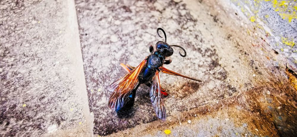 Szarnyas furkesz - HDR - ON1 - SL3