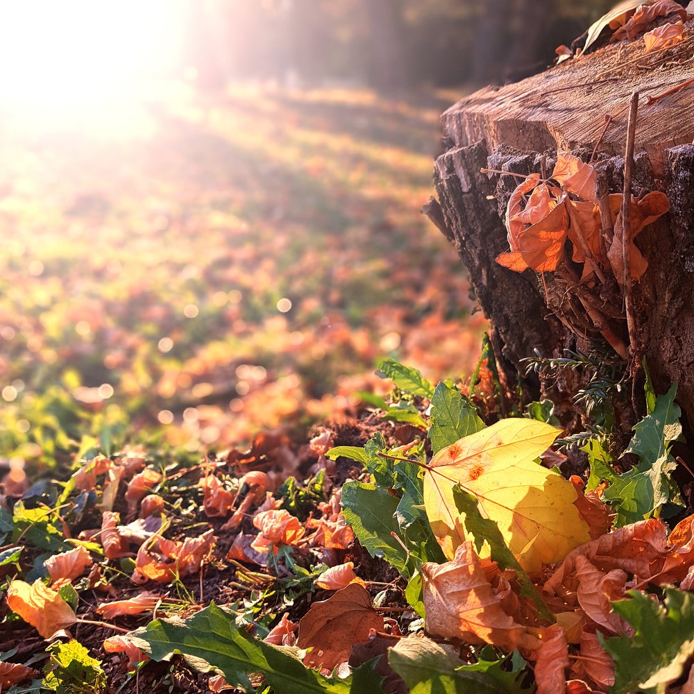 Autumn leave in the park