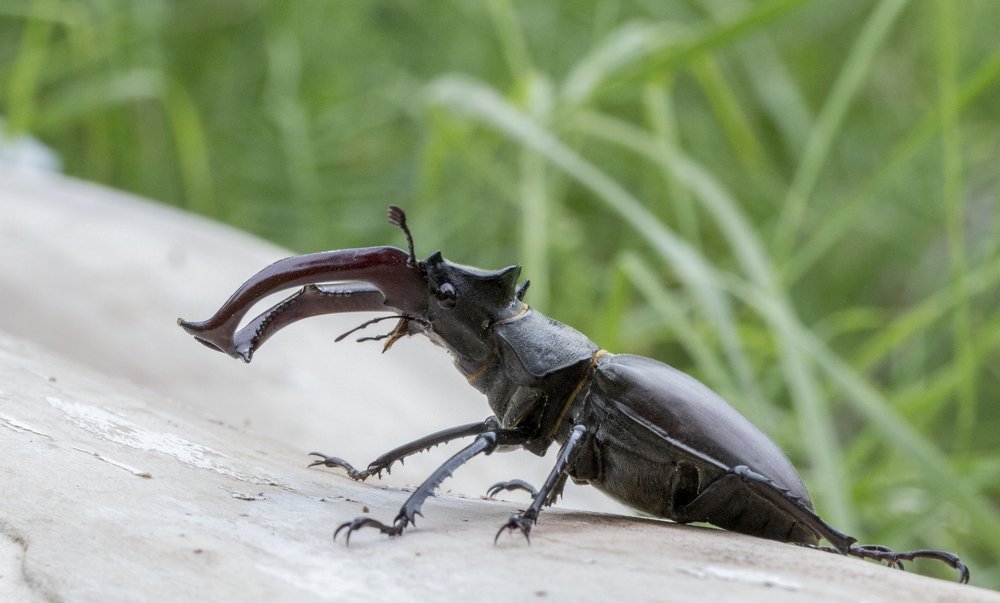 Фотография автора Олег Комарицкий