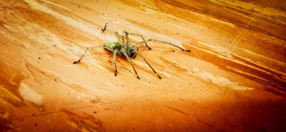 Zold pokfele - HDR - ON1 - SL3 - SuperMacro