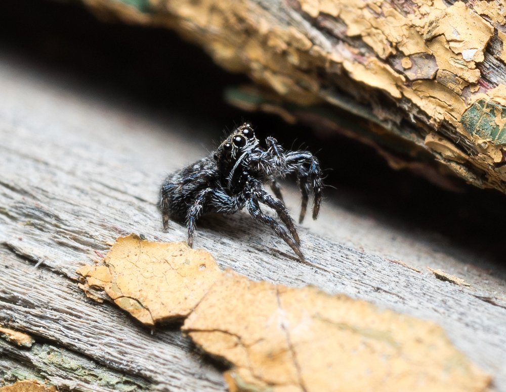 Любопытный малыш