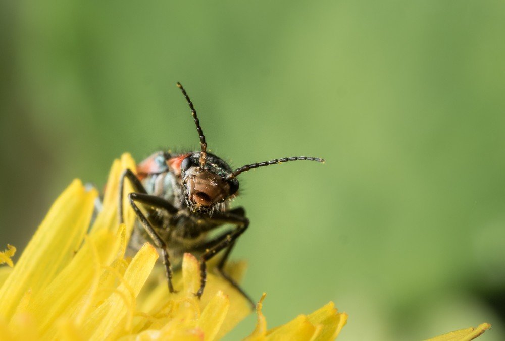 Портрет жука