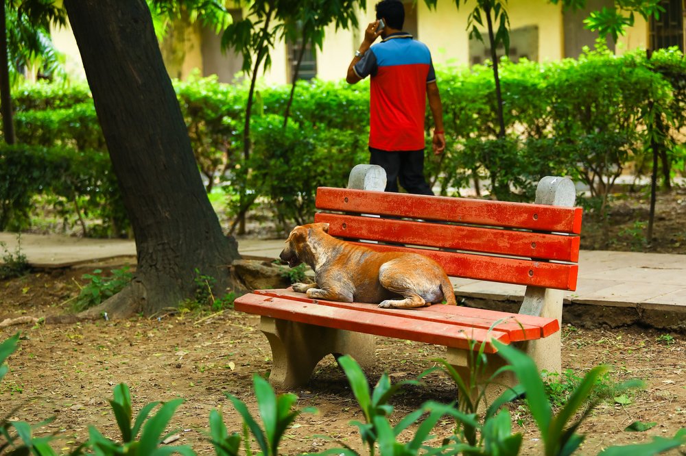 Still life with animals