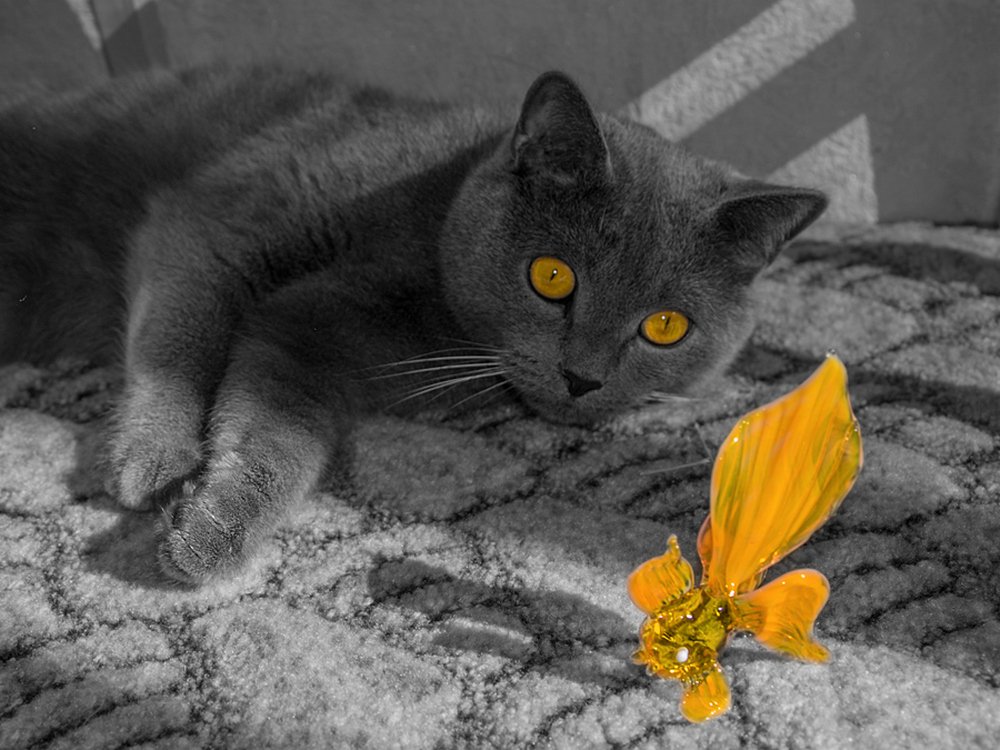 Кот с глазами рыбки