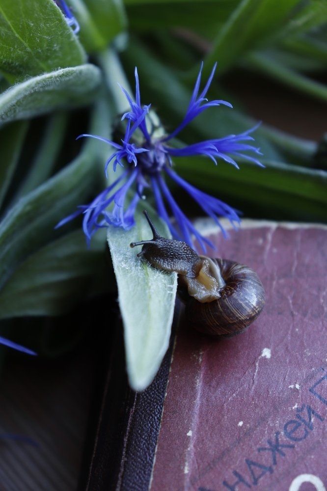 Тяга к прекрасному
