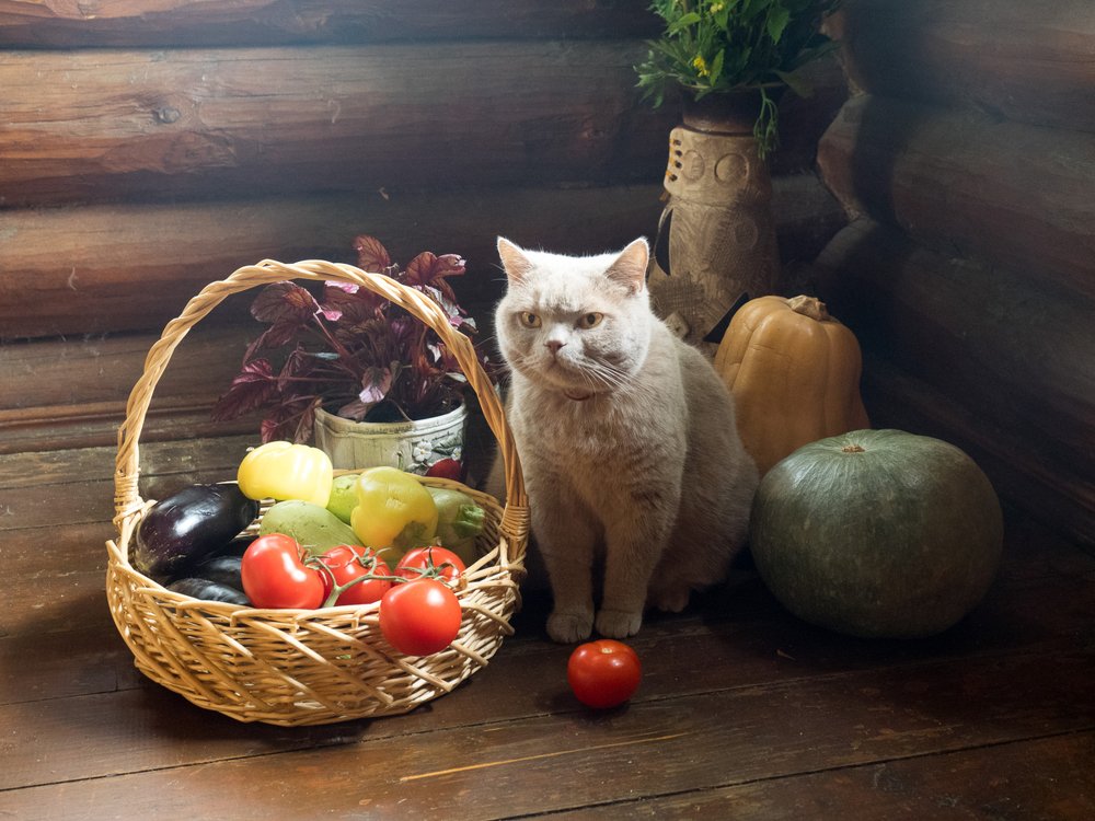 Натюрморт с котом и корзинкой с овощами