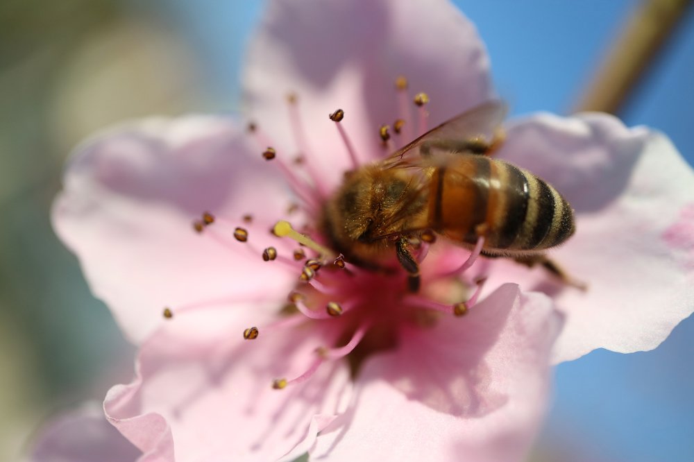 Bee On Peach Blossom