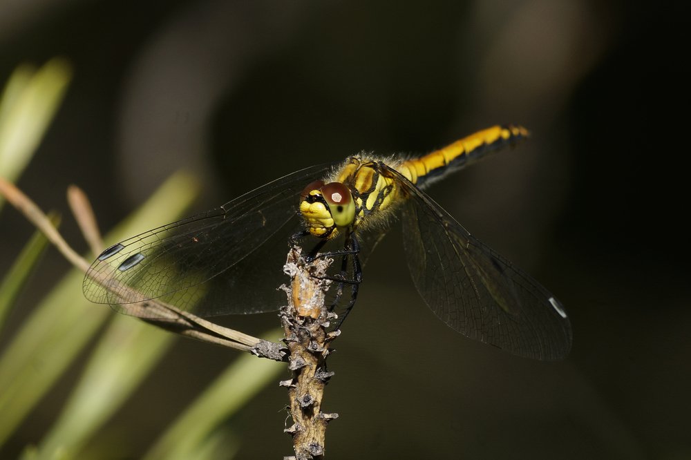 Photograph by Наталья