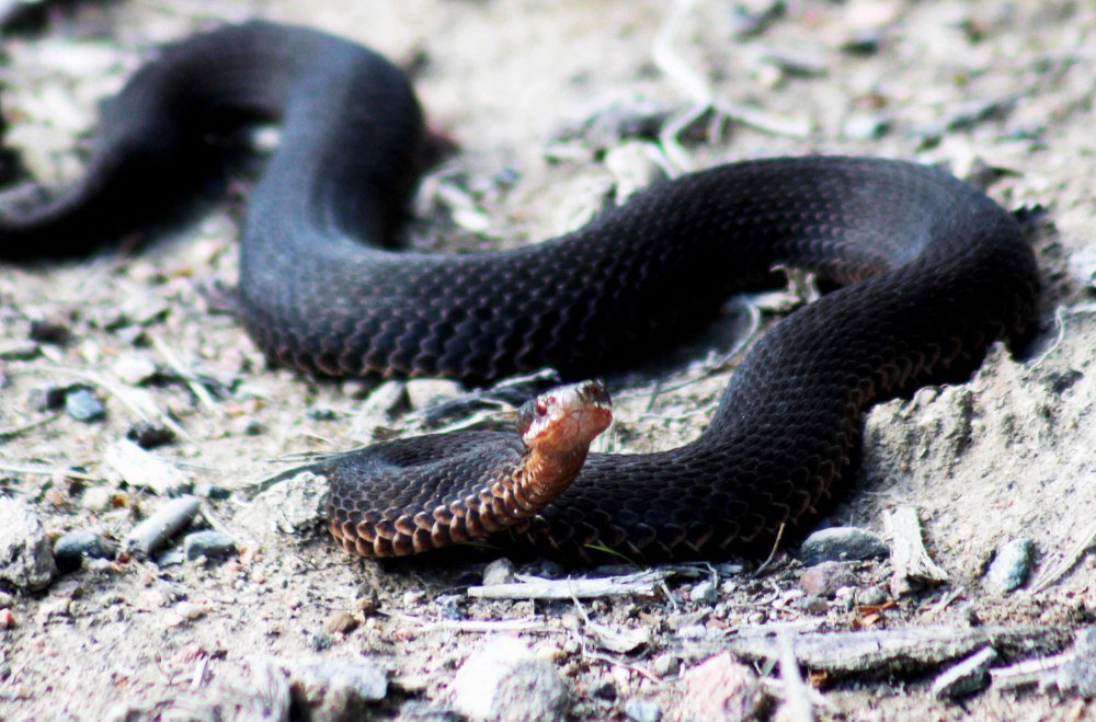 Лесная красавица