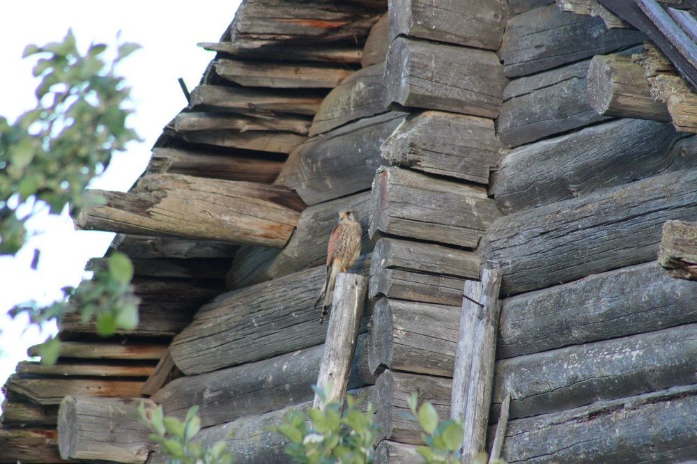 Охота в деревне