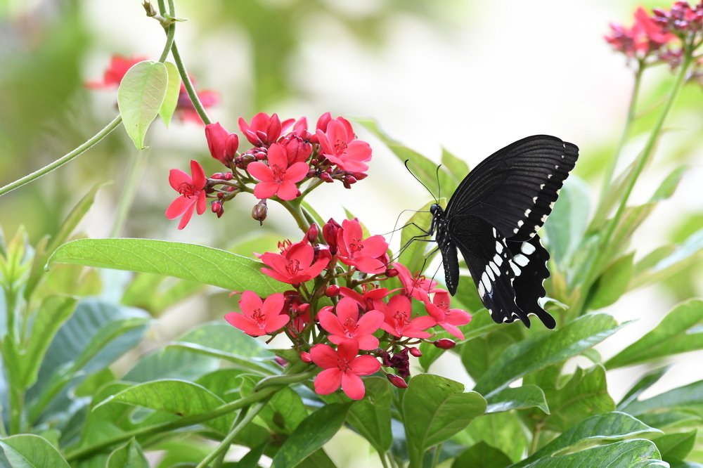 “A flower knows, when its butterfly will return,