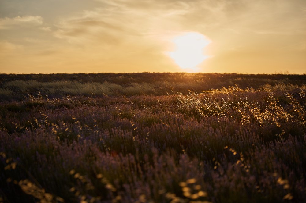 Закат в лаванде.