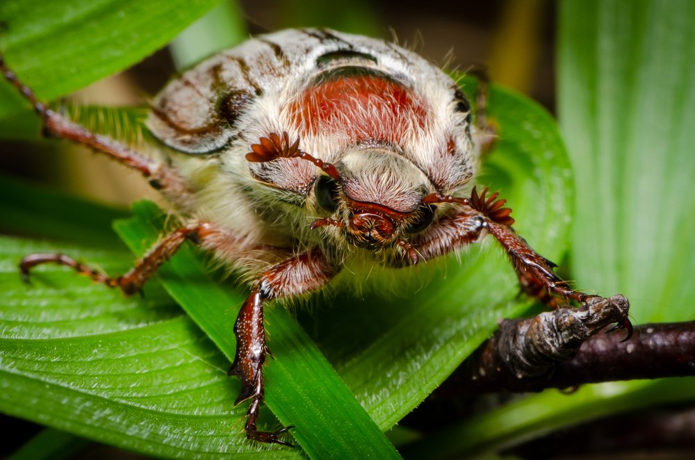 Фотография автора Татьяна Степанова