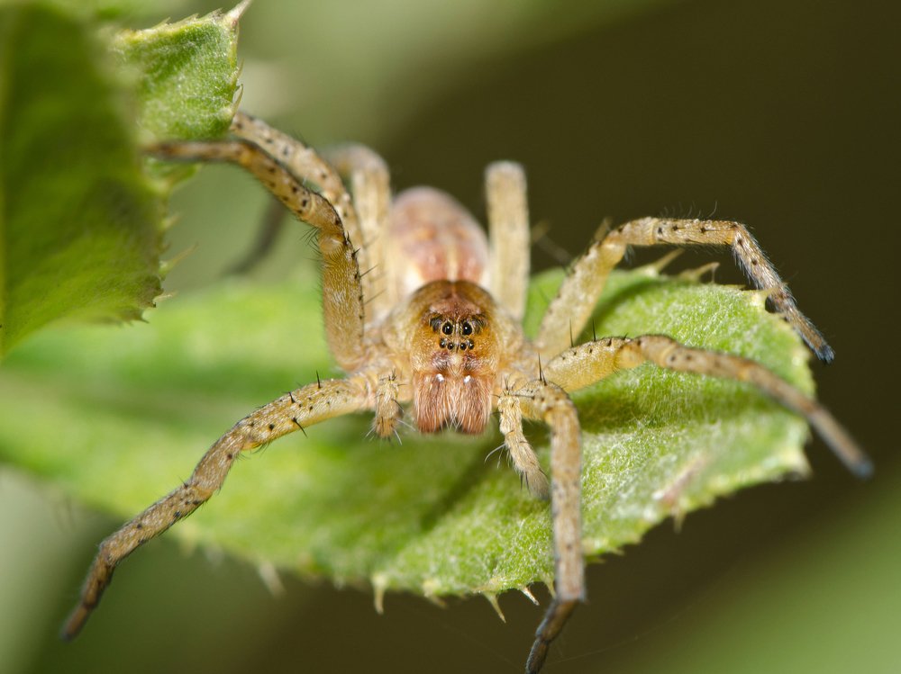 Фотография автора Татьяна Степанова