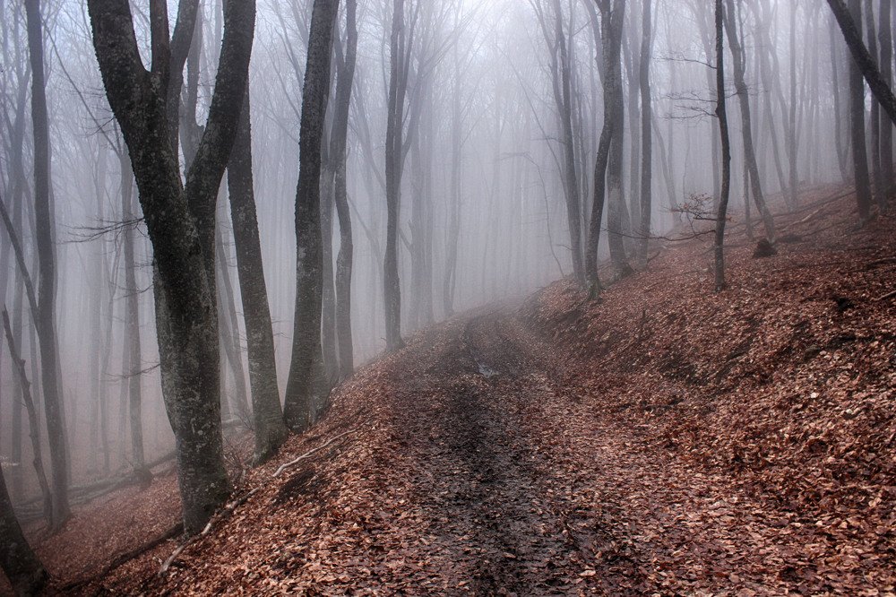 Утренний туман