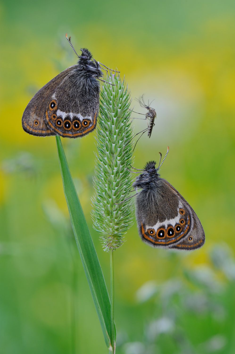 Байки бравого комара.