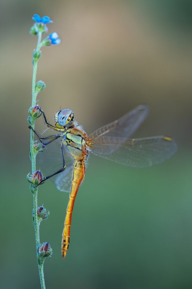 Photograph by Vahid Setoodeh
