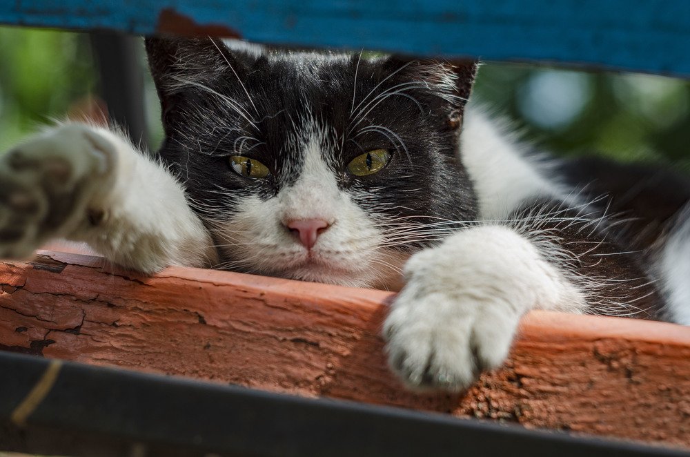 КОшка спряталась в тенёк на лавочке.