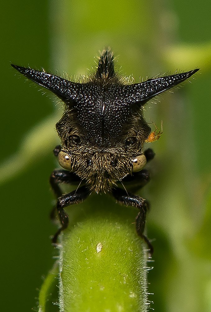 Treehopper