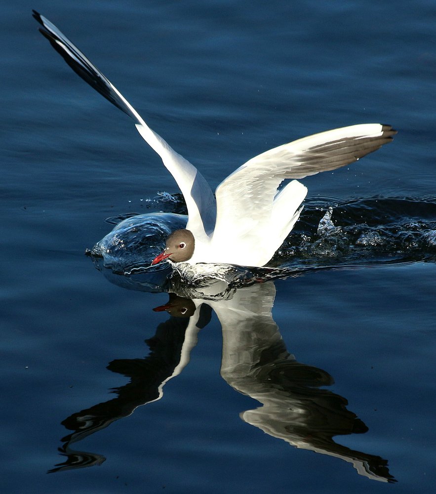 Приводнение.