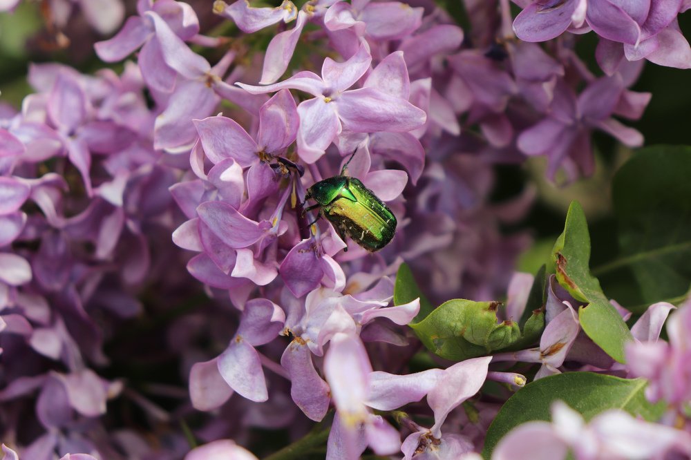 Жил на свете добрый жук