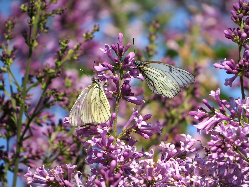Бабочки-капустницы