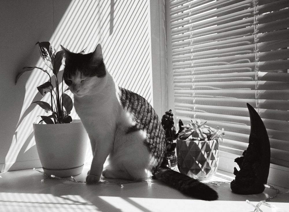 Касё  и Ганеши  черно-белое фото