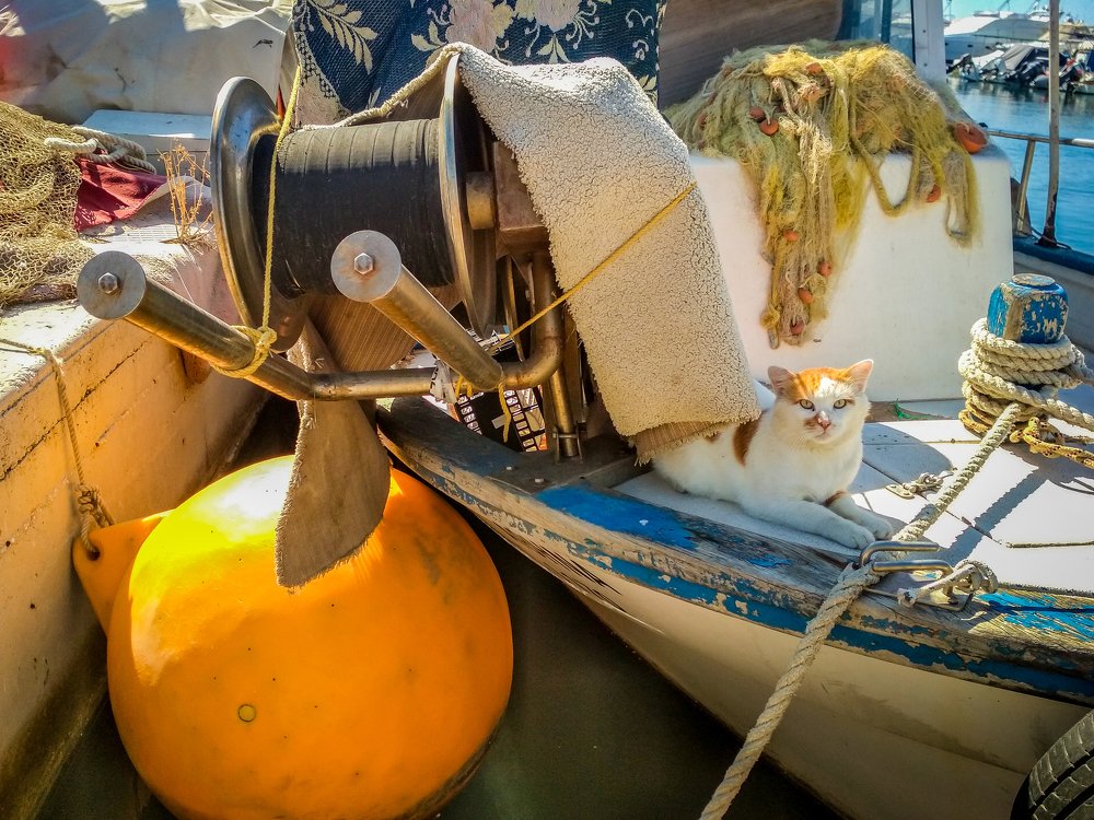 Морской кот.