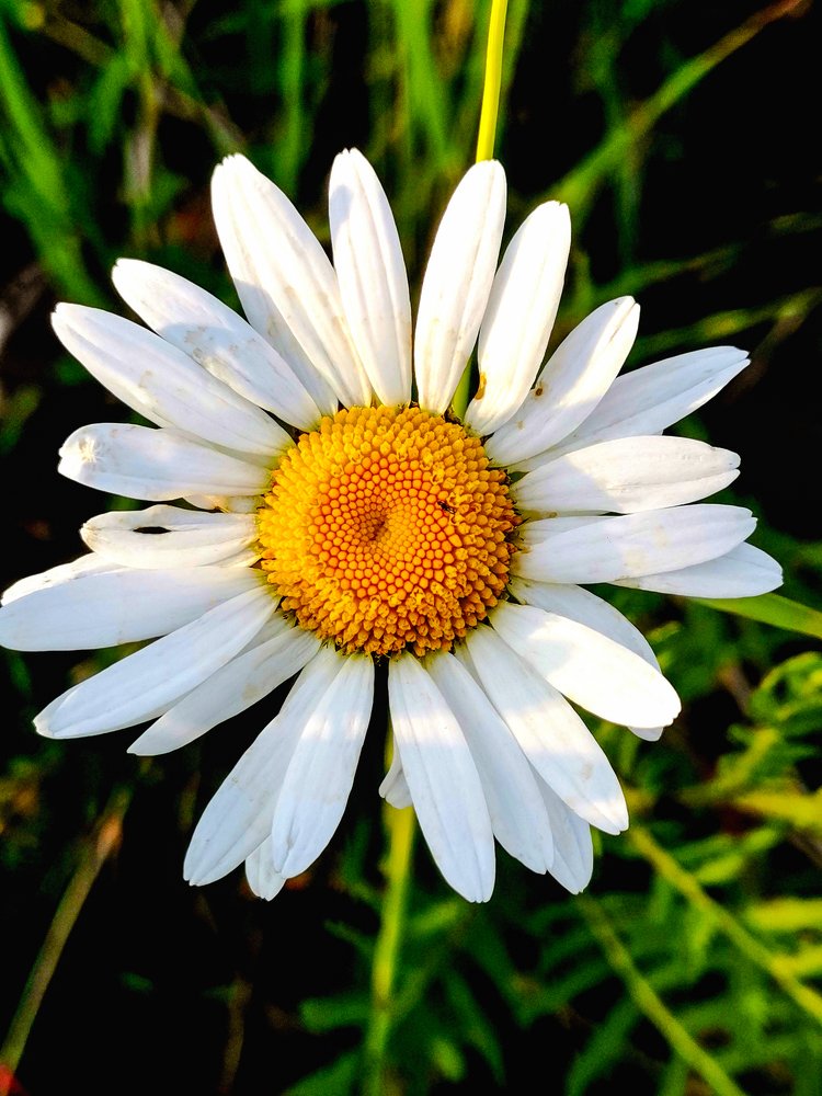 Любит не любит