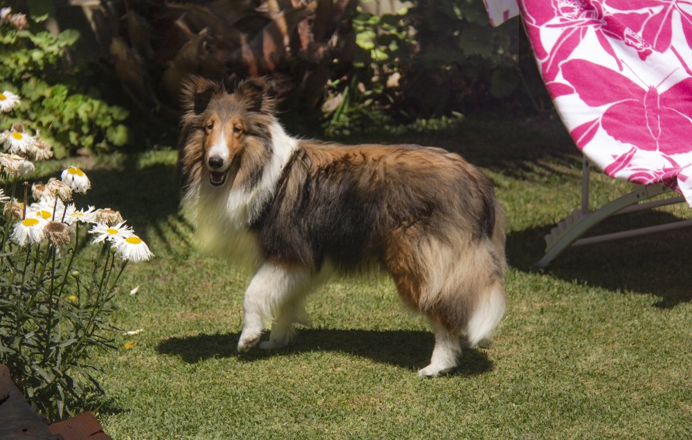 Alaska, jugando en el jardín