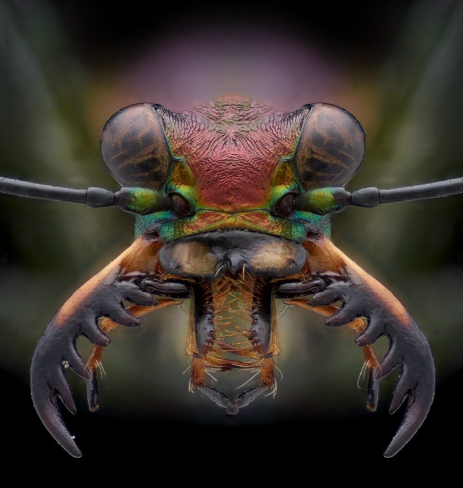 Tiger beetle portrait