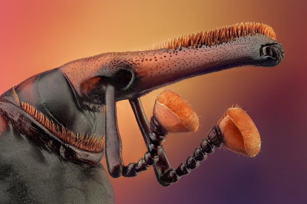 Red palm weevil [Rhynchophorus ferrugineus]