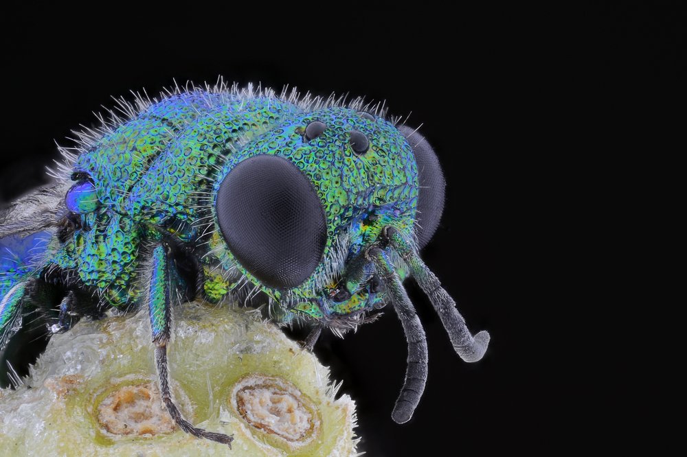 Cuckoo wasp