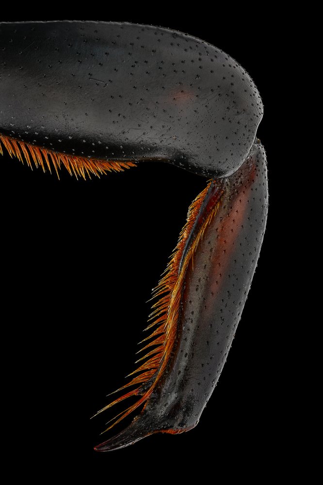 Red palm weevil leg