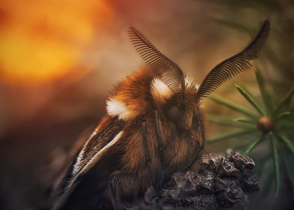 Королева ночи