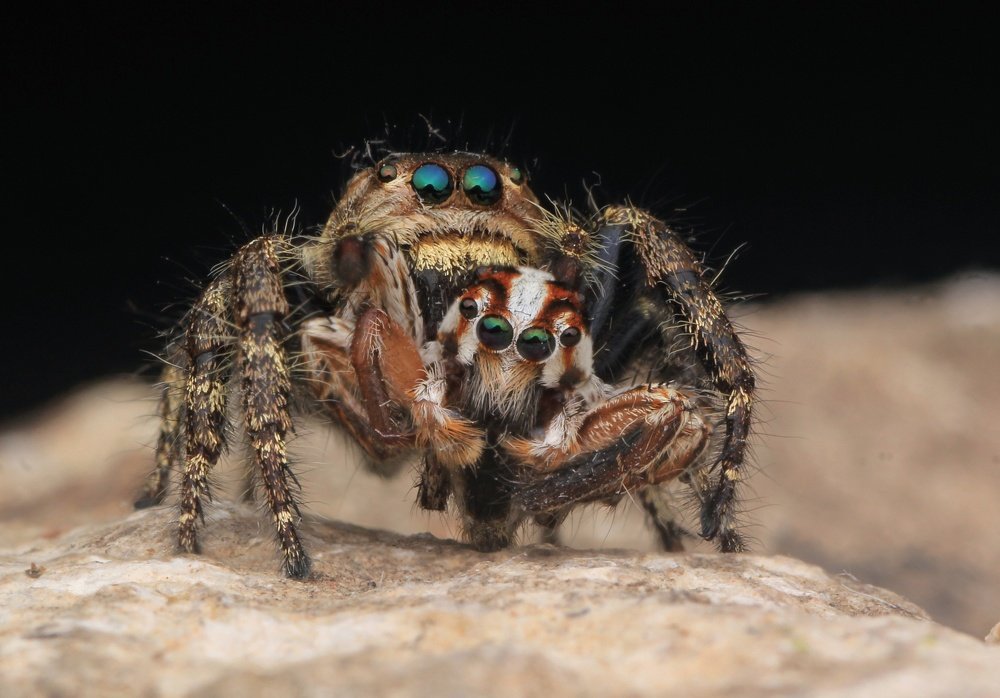 Hyllus Semicupreus male eat Little jumping spider