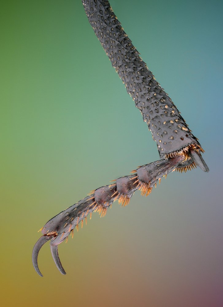Ground beetle leg
