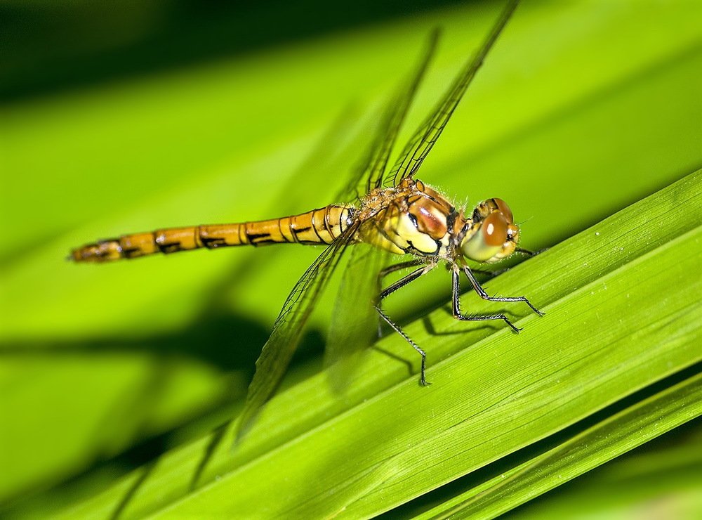 Стрекоза.